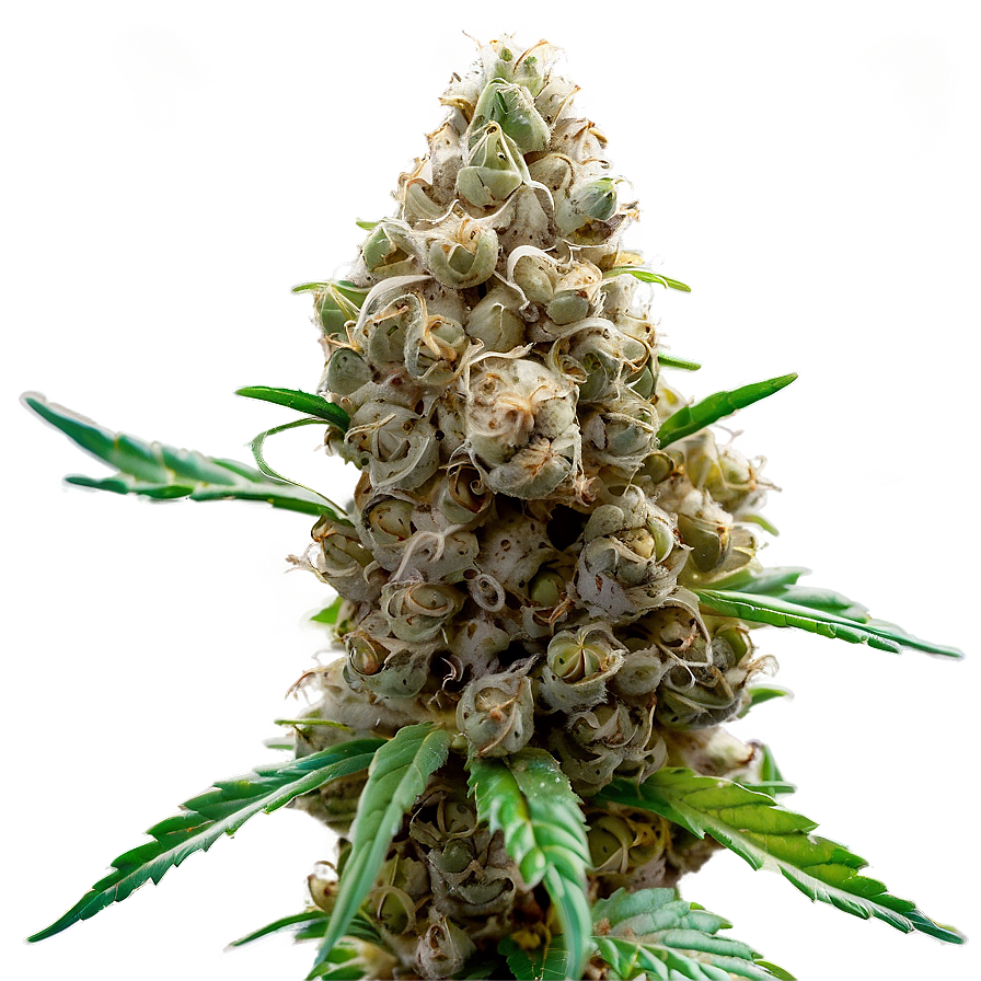 Marijuana Bud Png 05032024