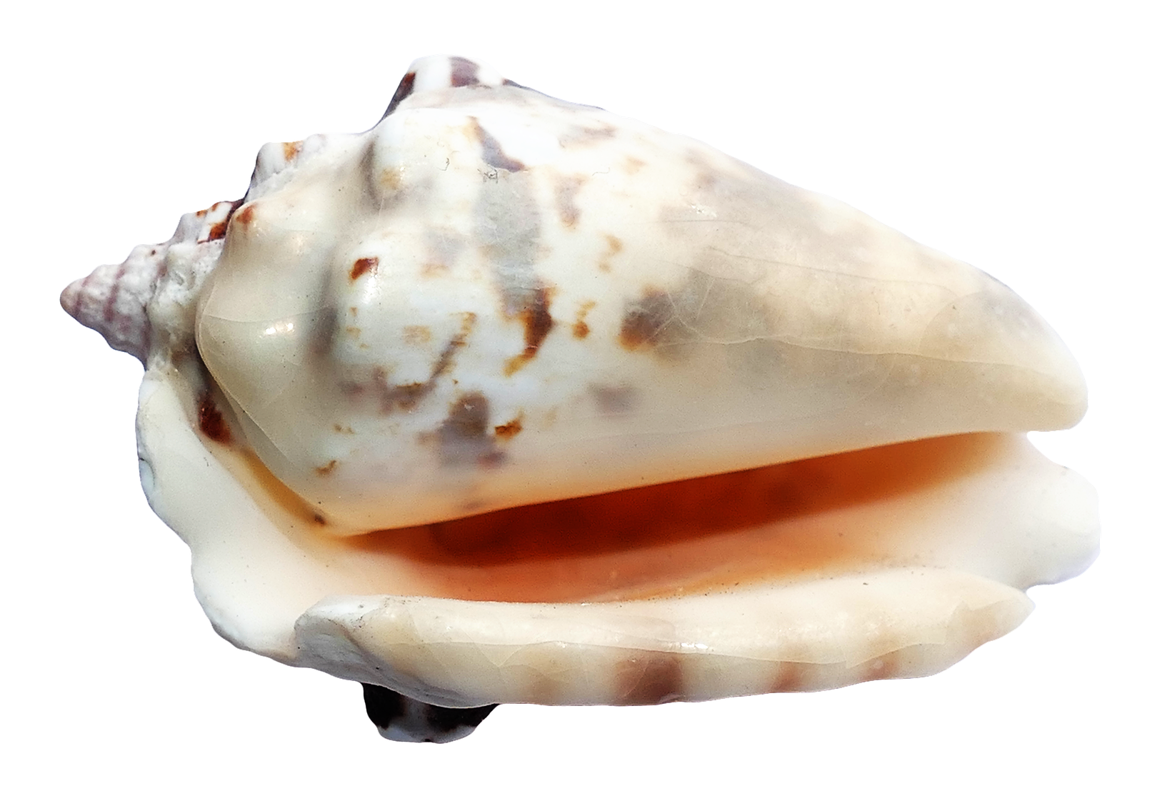 Marine Conch Shell Isolated