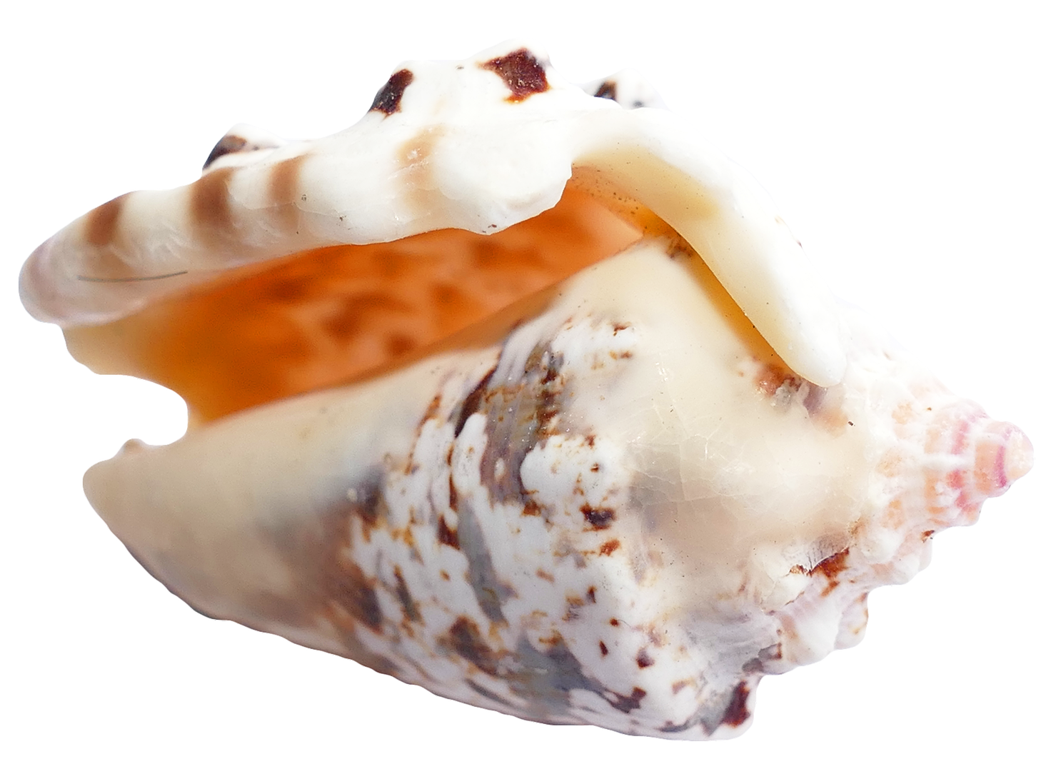 Marine Conch Shell Isolated