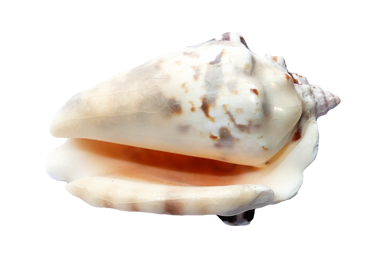 Marine Conch Shellon Black