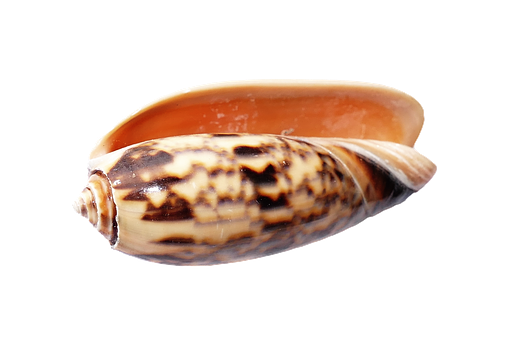 Marine Cone Snail Shell