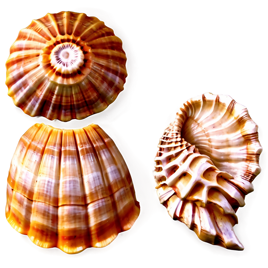 Marine Shells Set Png Aqk