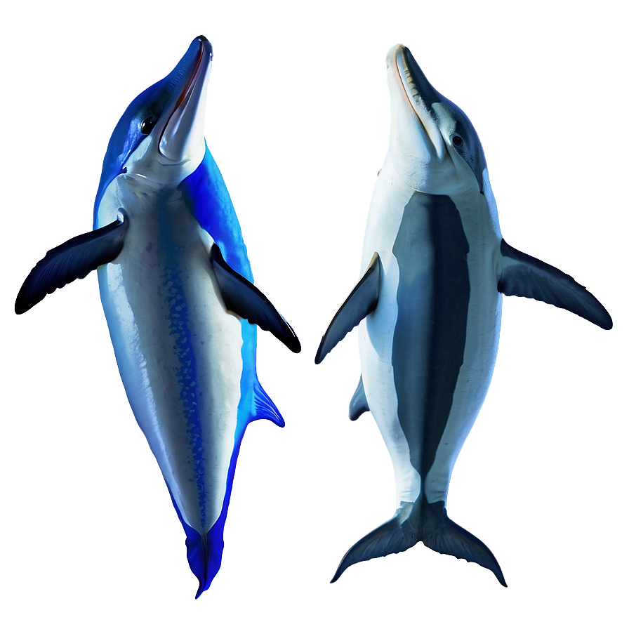 Marlin And Dolphin Png Mbu