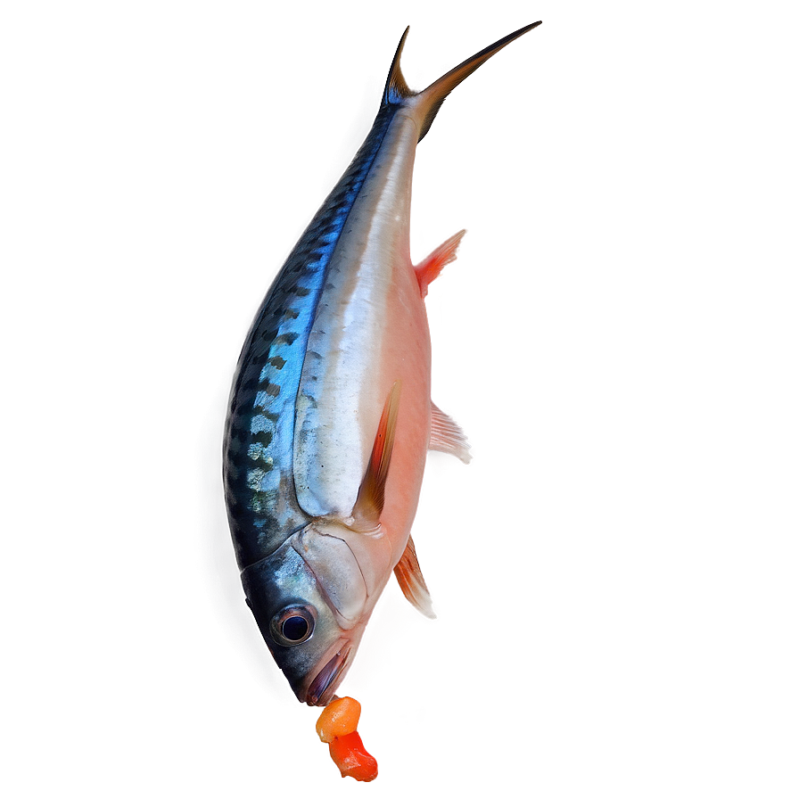 Marlin Fish Steak Png Aox48