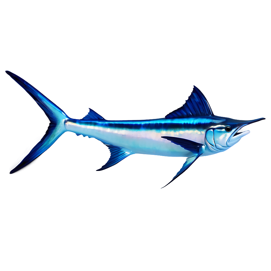 Marlin In Coral Reef Png 77