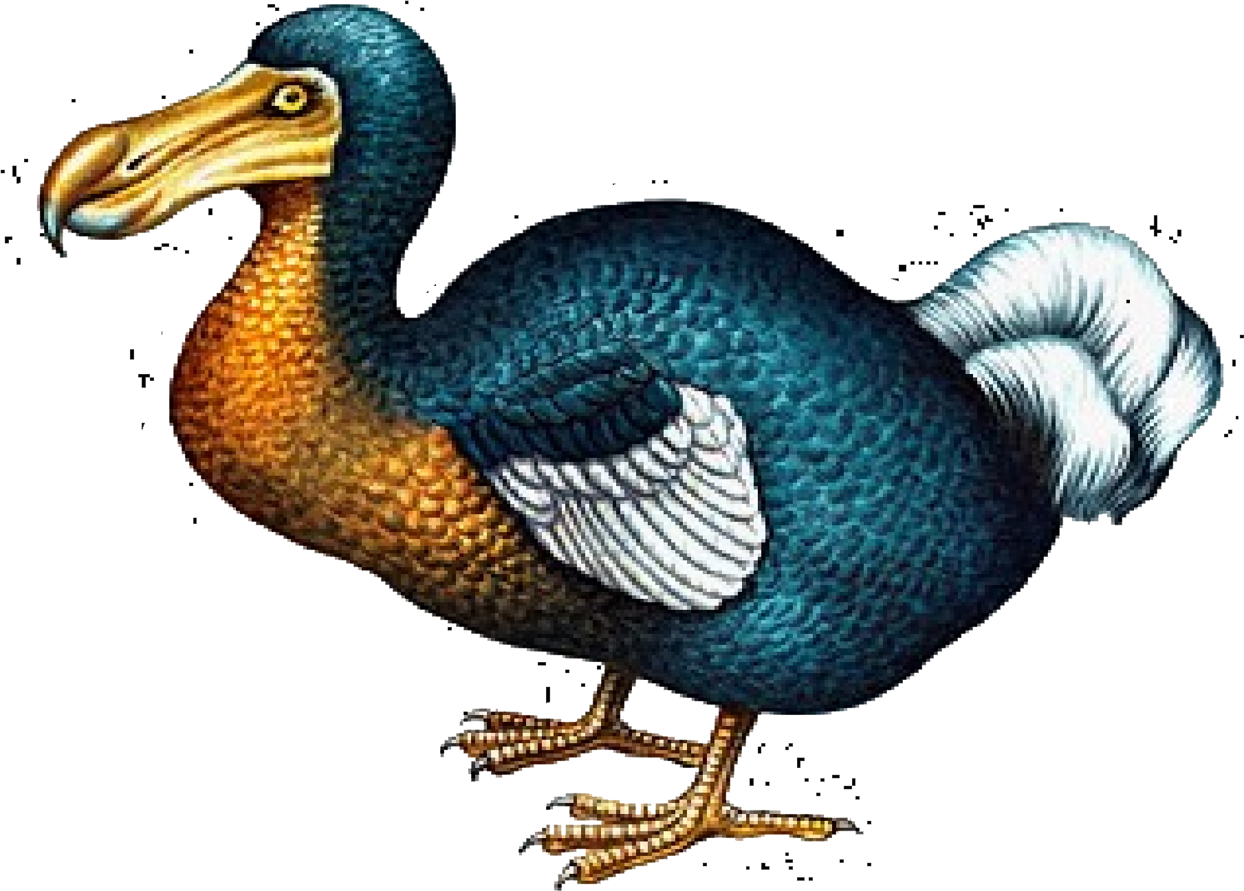 Mauritius Extinct Dodo Bird Illustration