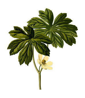 Mayapple Plant Illustration