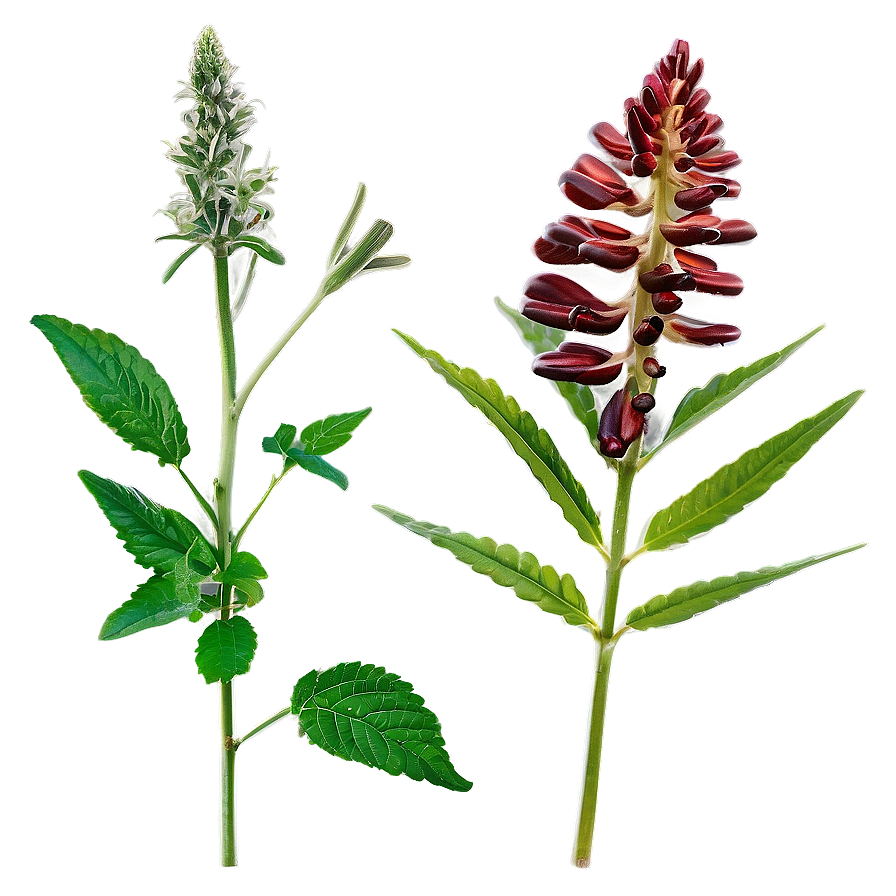 Medicinal Herb Png 73