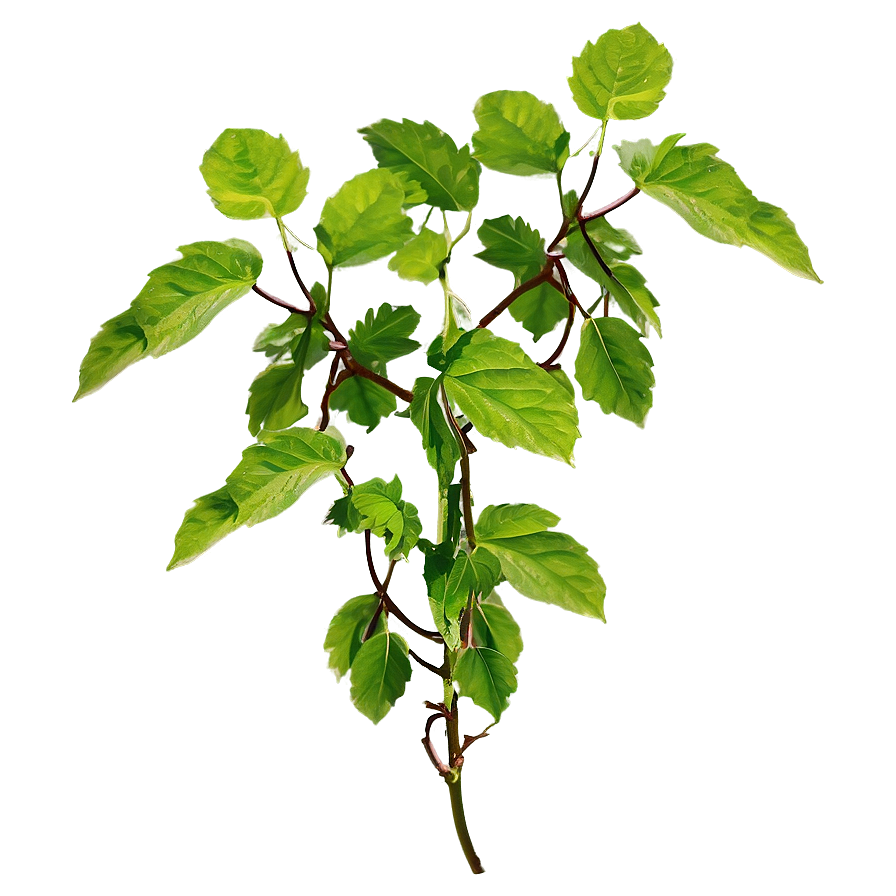 Medicinal Herb Vine Png 71