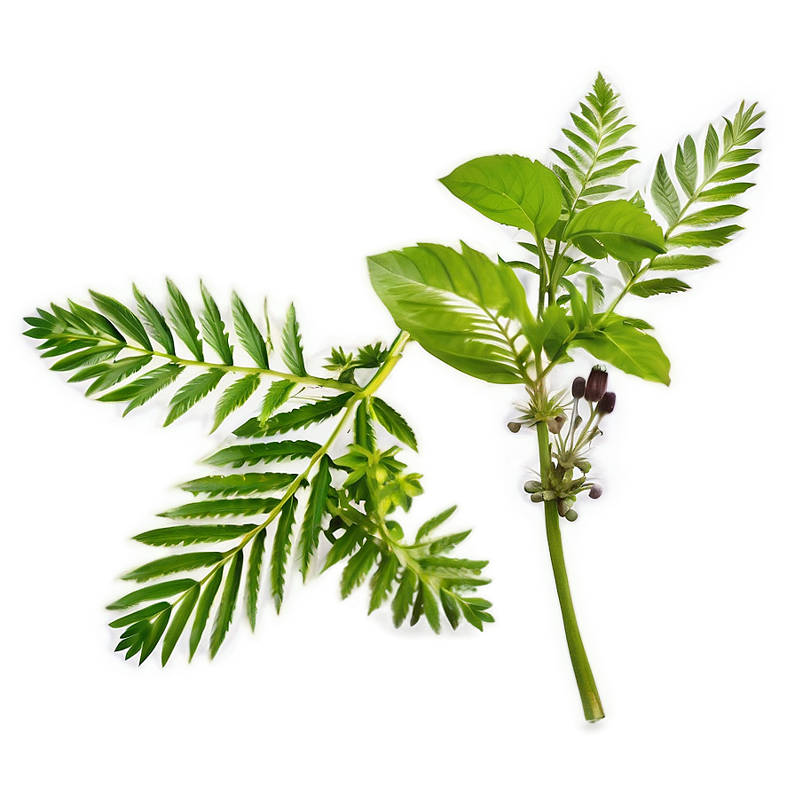 Medicinal Plant Herb Png 06272024