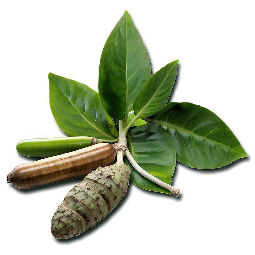 Medicinal Plants Png 72