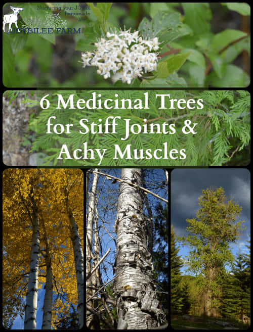 Medicinal Trees For Joints And Muscles