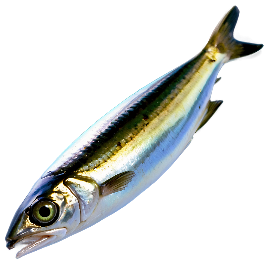 Mediterranean Sardine Png Nvr