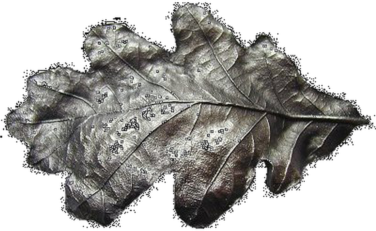 Metallic Oak Leaf Texture