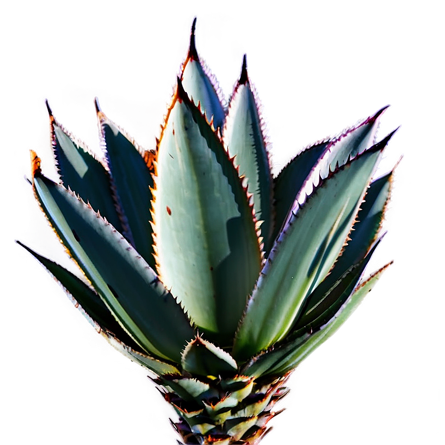 Mexican Agave Png Hlu10