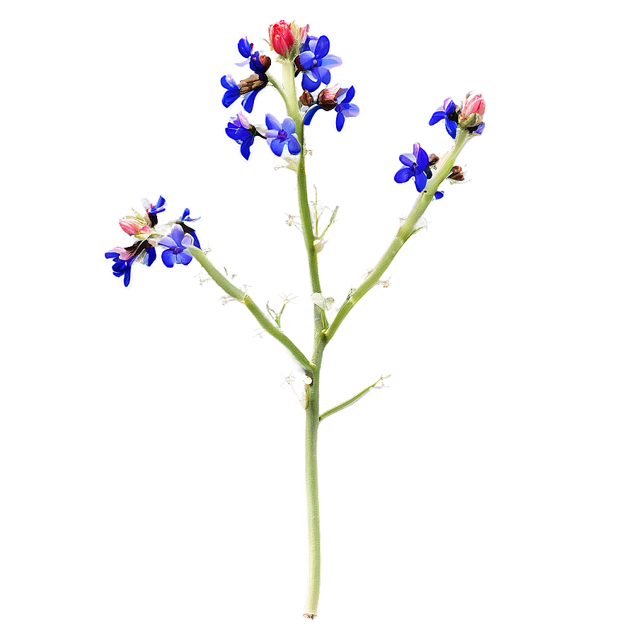 Mexican Wildflowers Png 51