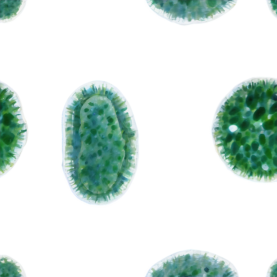 Microscopic Algae Cells Png 06212024