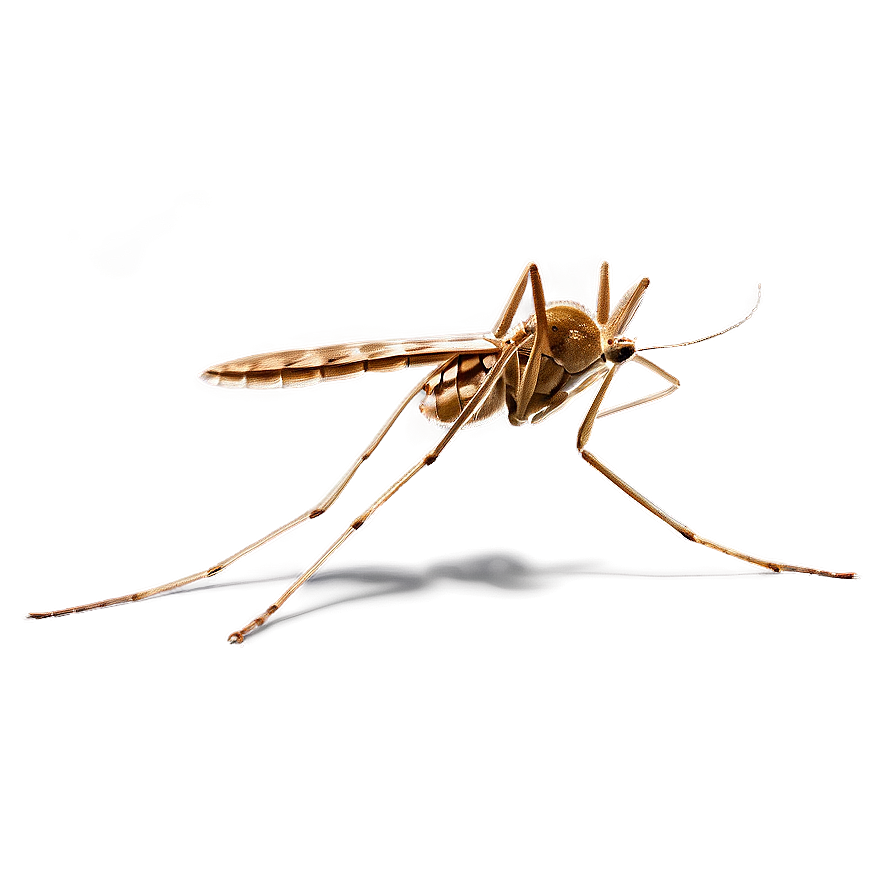 Microscopic Mosquito Png 05242024