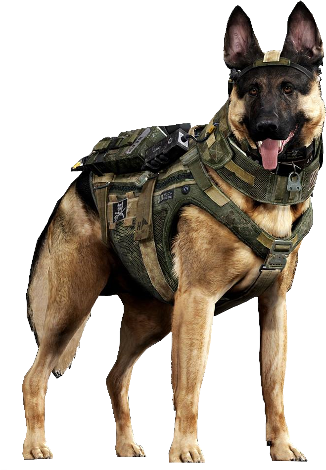 Military German Shepherdin Tactical Gear