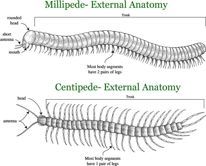 Millipedeand Centipede External Anatomy Comparison