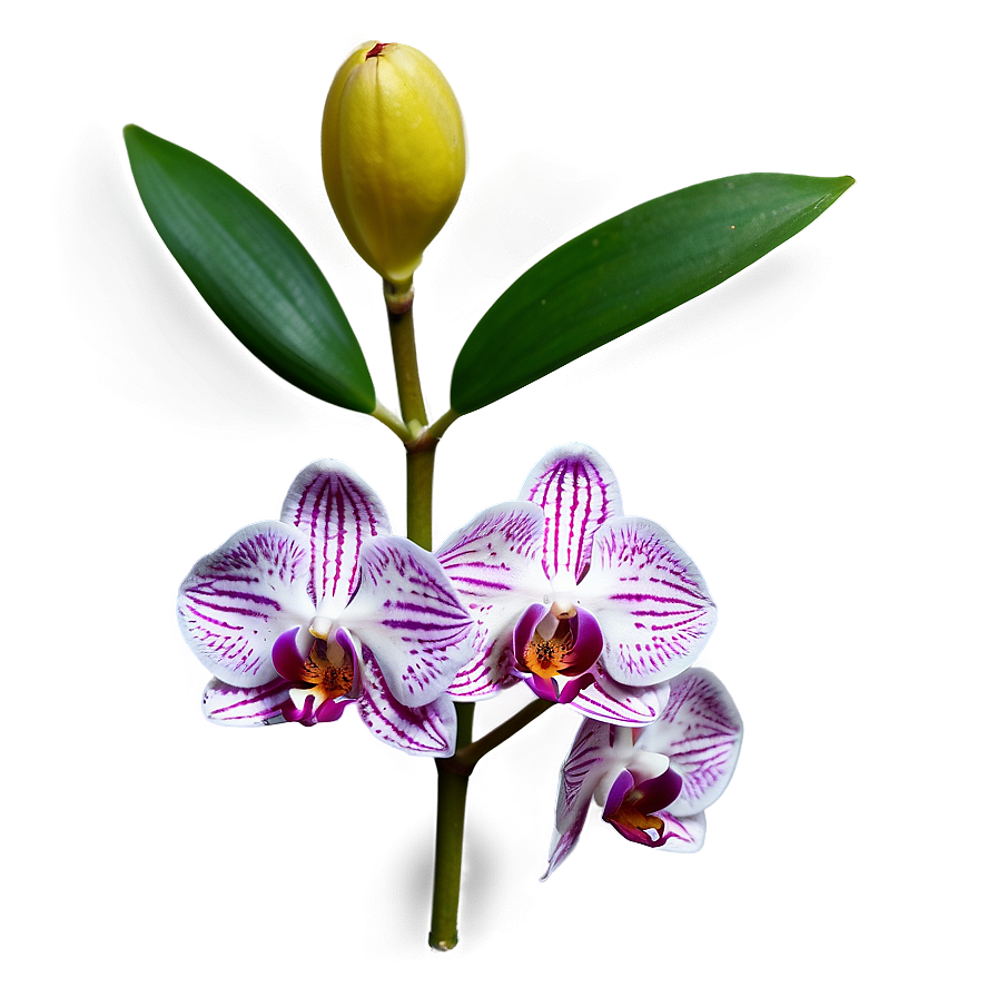 Mini Orchid Png 52