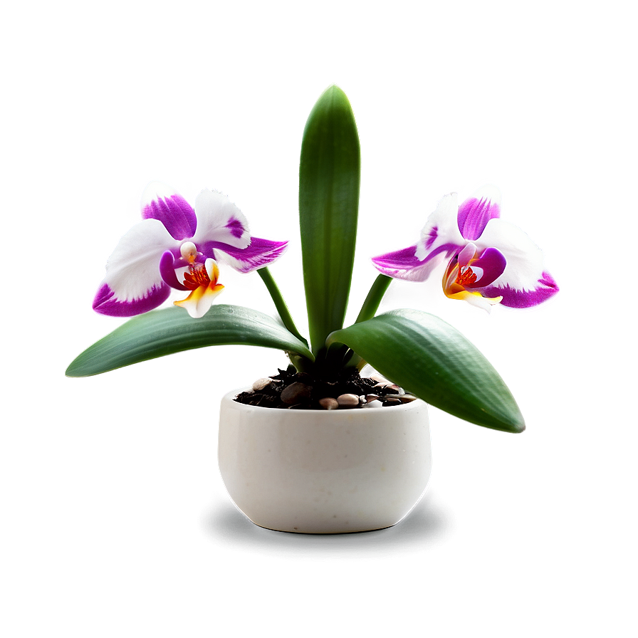 Mini Orchid Png Fow30