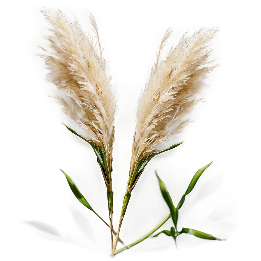 Mini Pampas Bunches Png Shd68