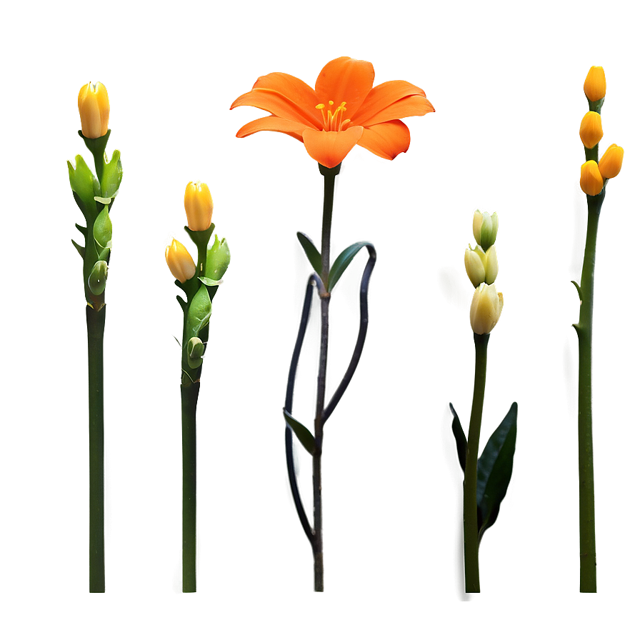 Minimal Orange Flower Png Vef46