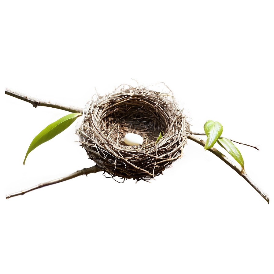 Minimalist Bird Nest Png 06212024