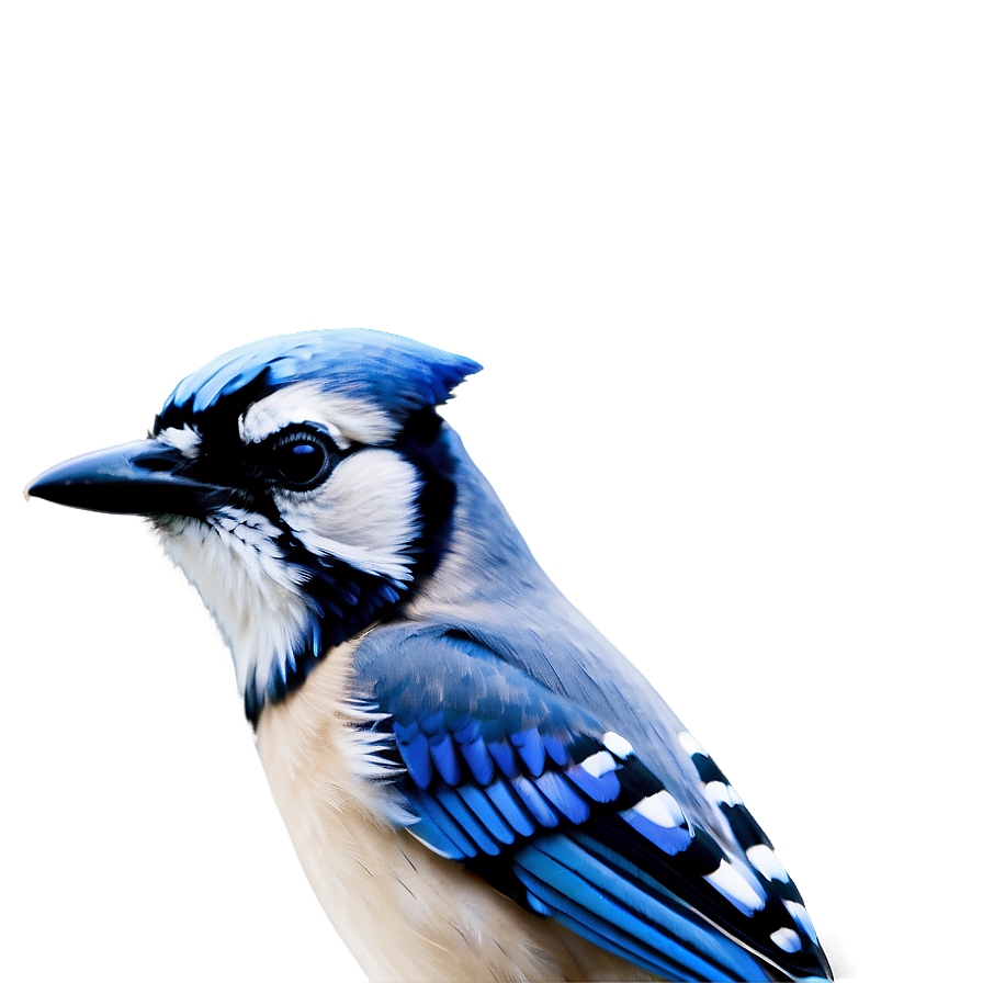 Minimalist Blue Jay Design Png Nnx51