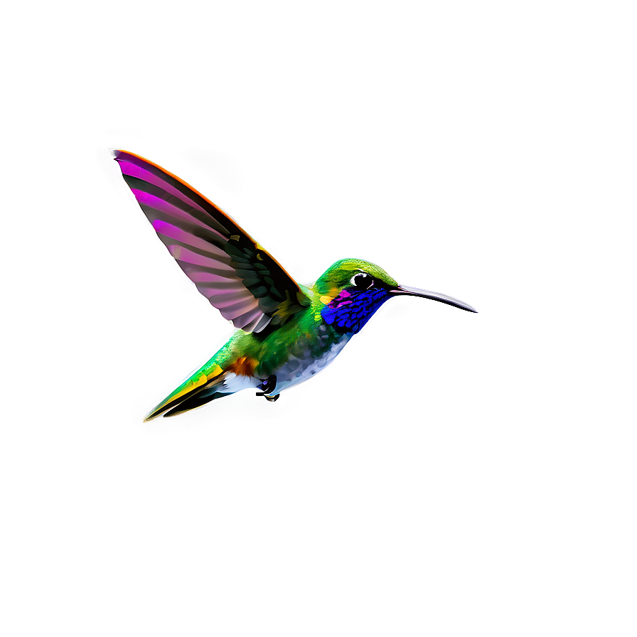 Minimalist Hummingbird Png 77