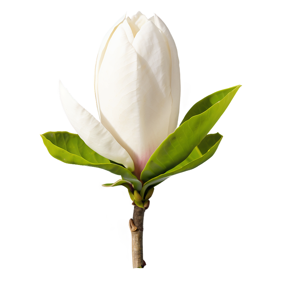 Minimalist Magnolia Flower Png 06252024