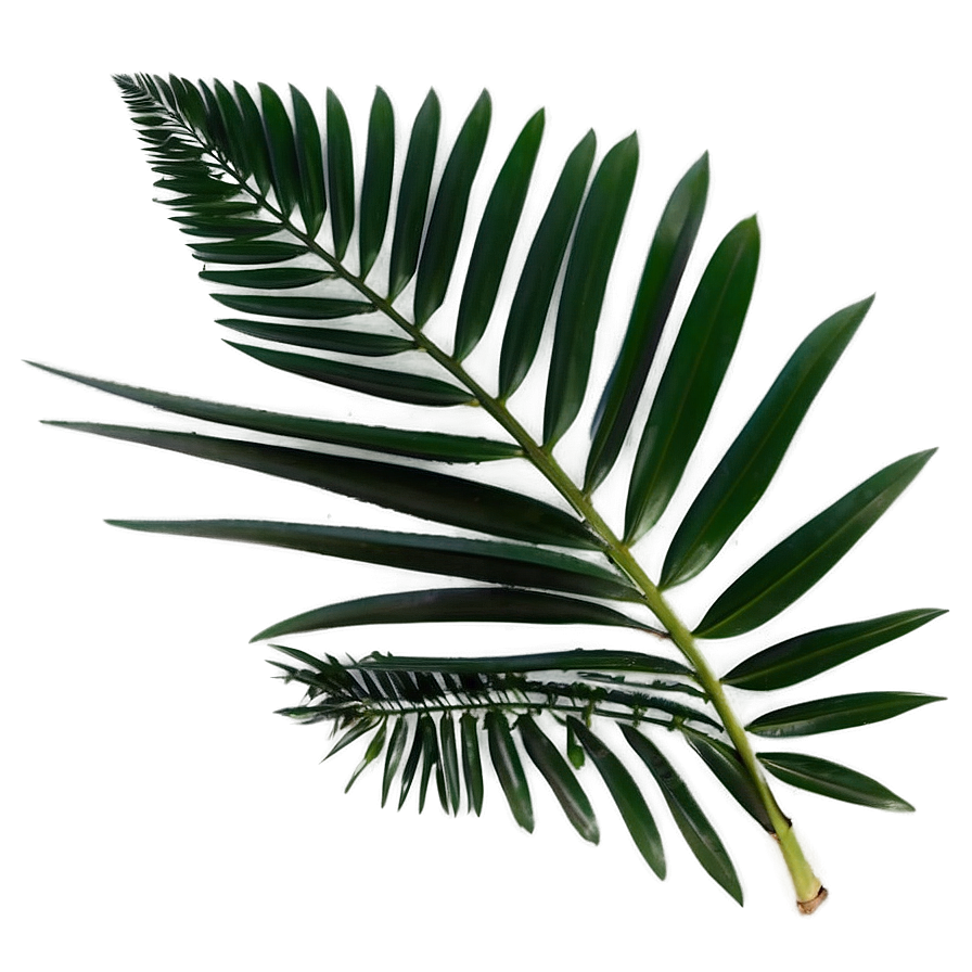 Minimalist Palm Leaves Png Ute