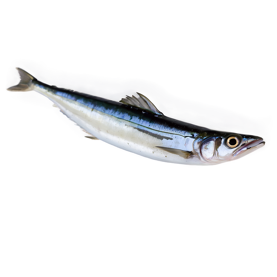 Minimalist Sardine Png Kny29