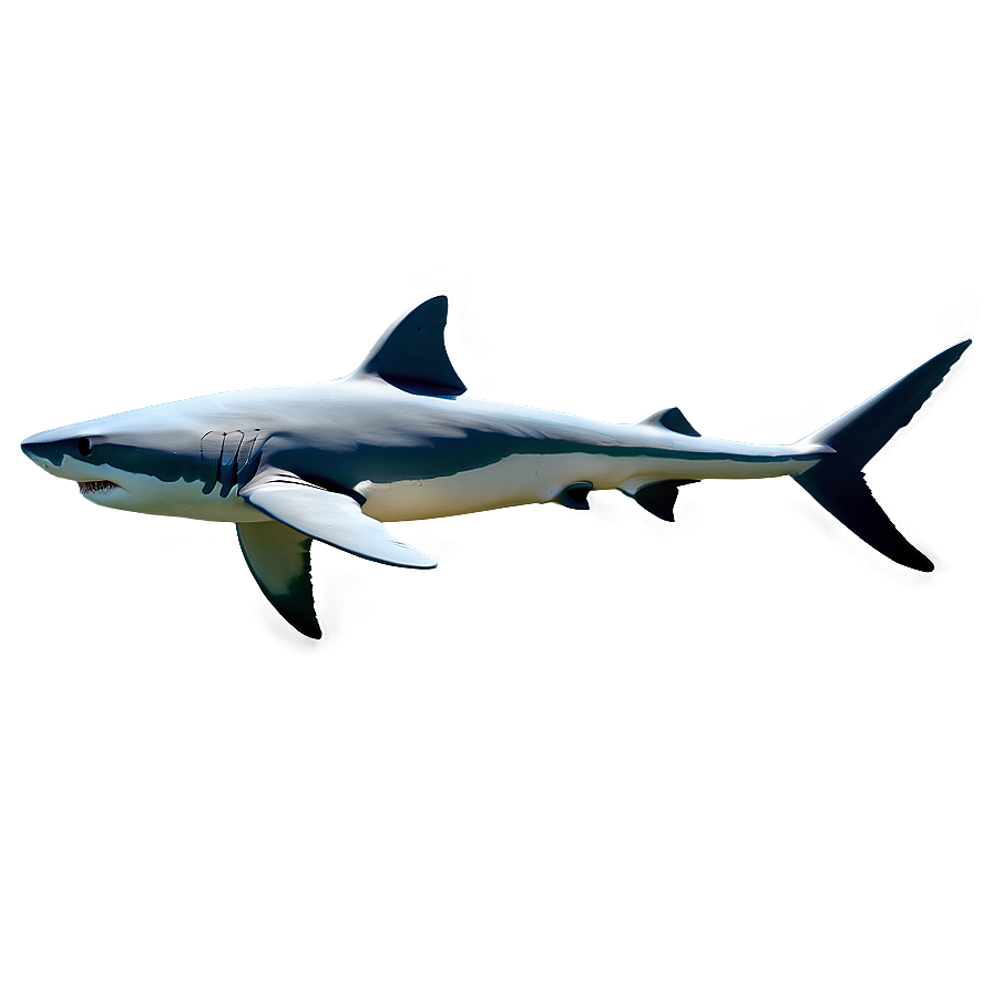 Minimalist Shark Design Png 31