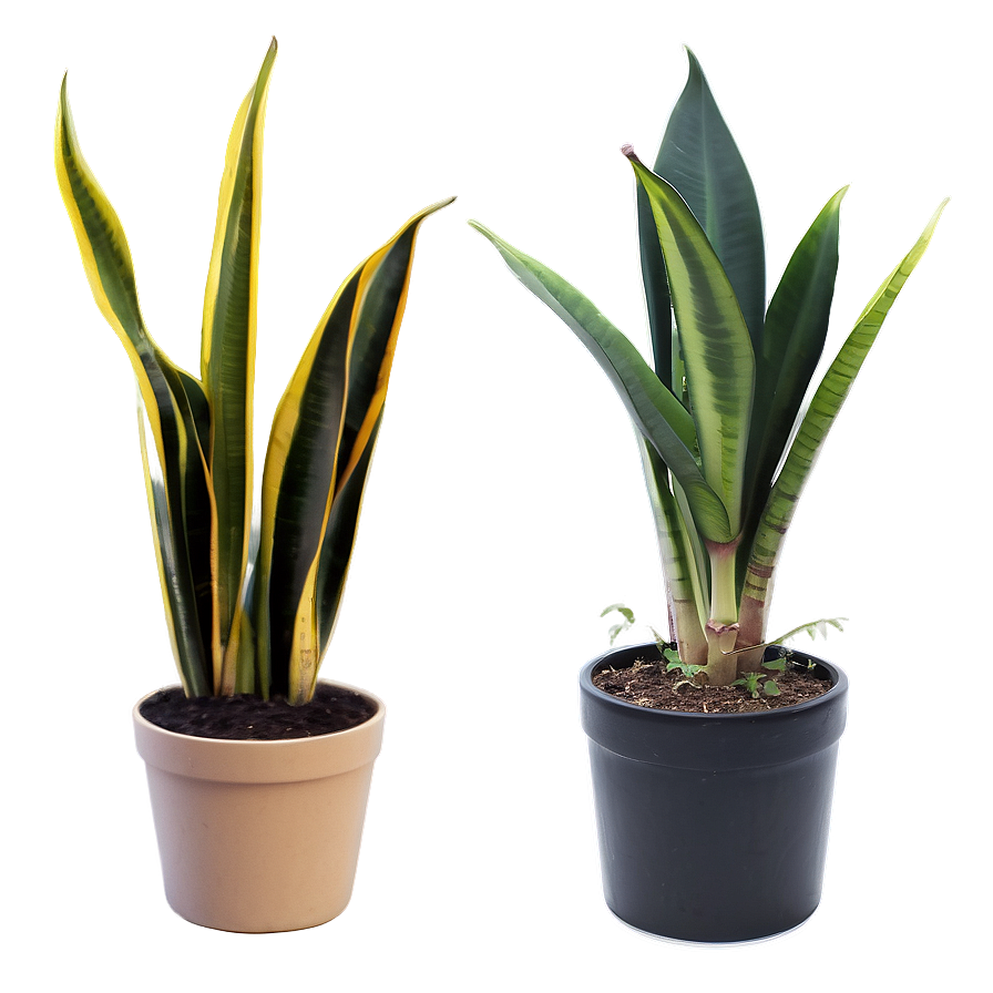 Minimalist Snake Plant Png Qcc94