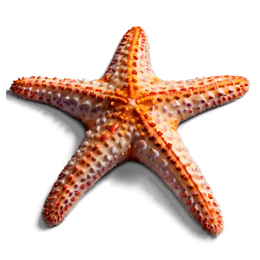 Minimalist Starfish Png 94