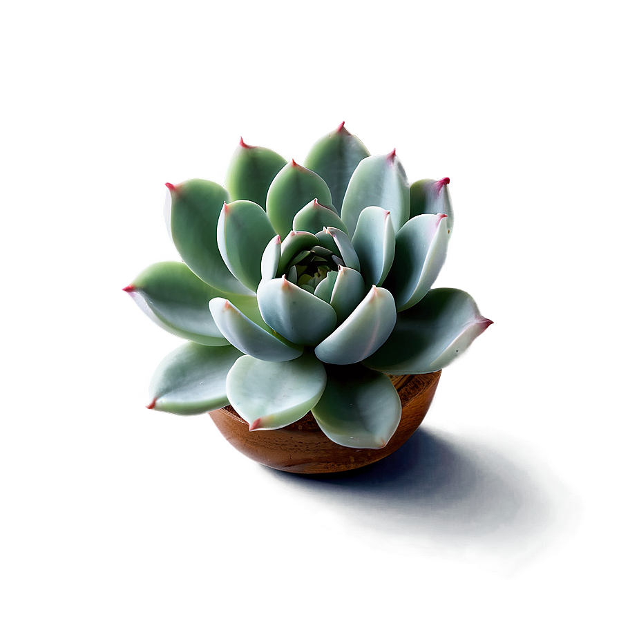 Minimalist Succulent Png 7