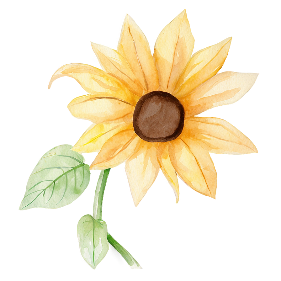 Minimalist Sunflower Watercolor Art Png Baq33