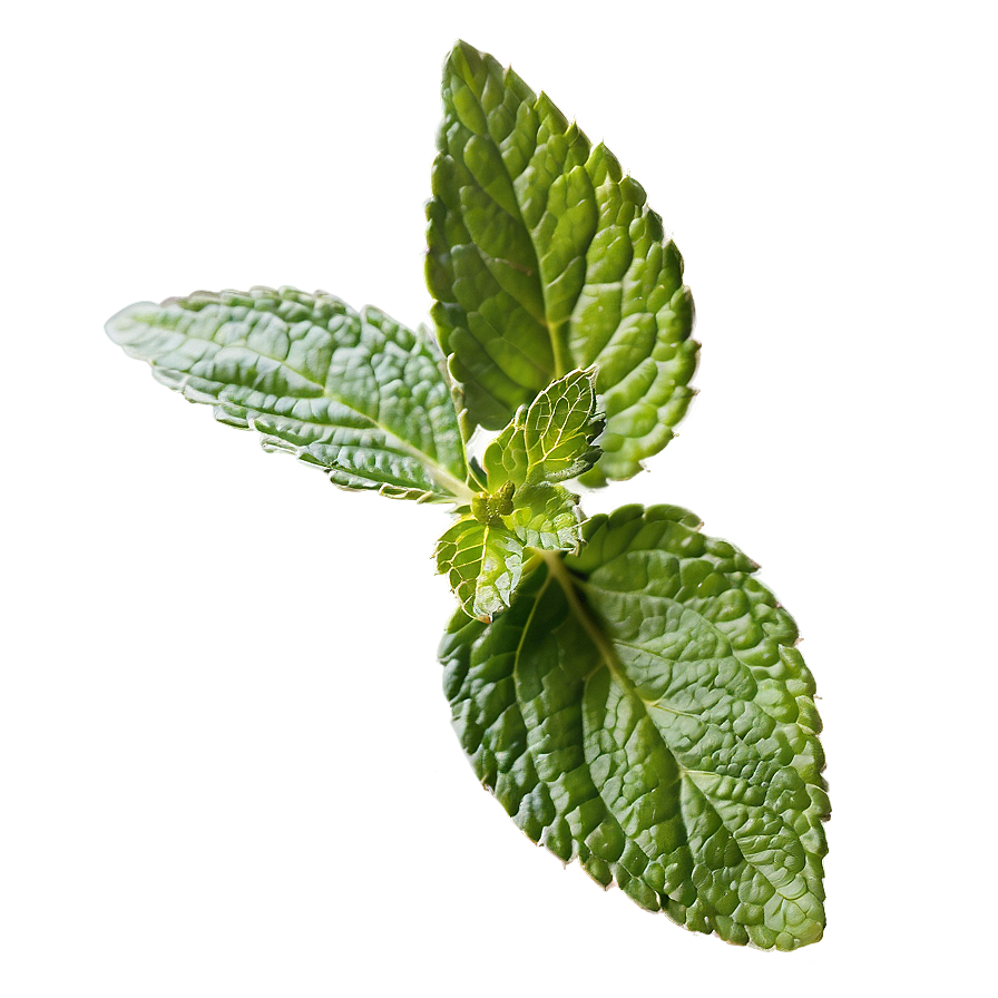 Mint Herb Leaves Png Vbd