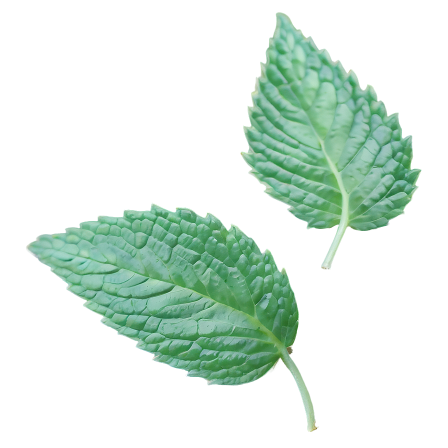 Mint Leaf Aesthetic Png Kef