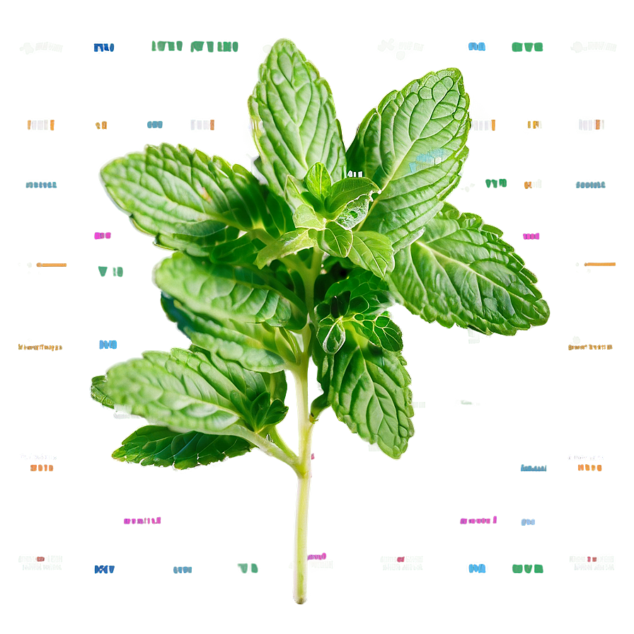 Mint Leaf Arrangement Png 06262024