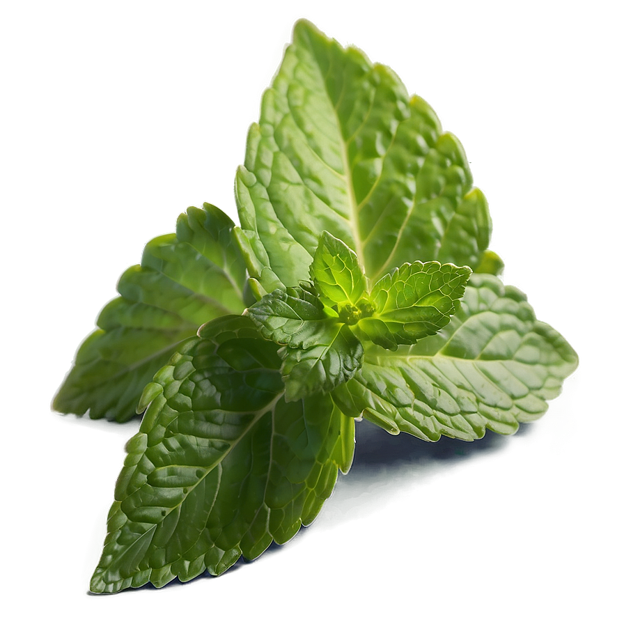 Mint Leaf Cuisine Png 06212024