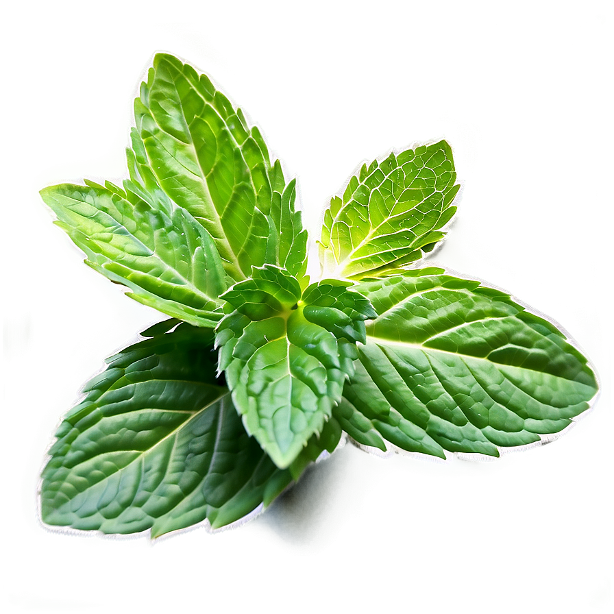 Mint Leaf Culinary Png Vuu