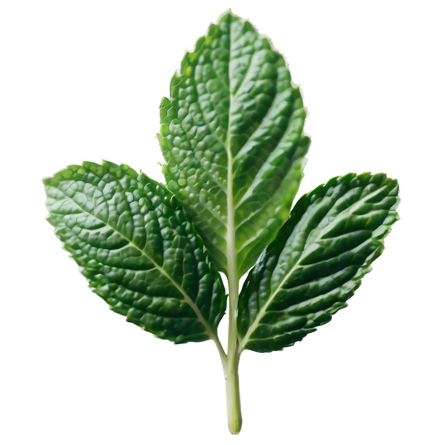 Mint Leaf Detail Png 35