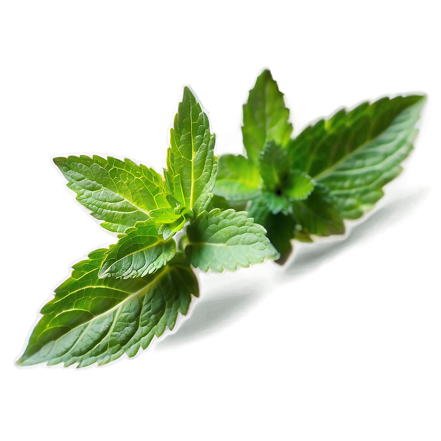 Mint Leaf Health Benefits Png Ghv53