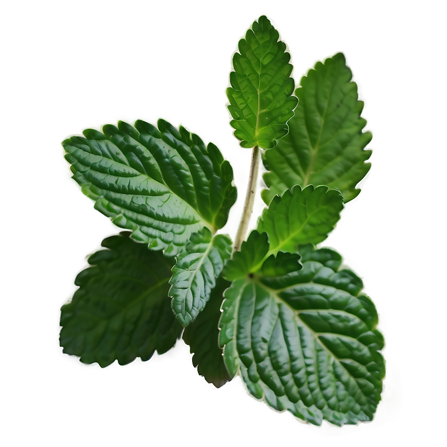 Mint Leaf Herbal Png 06212024