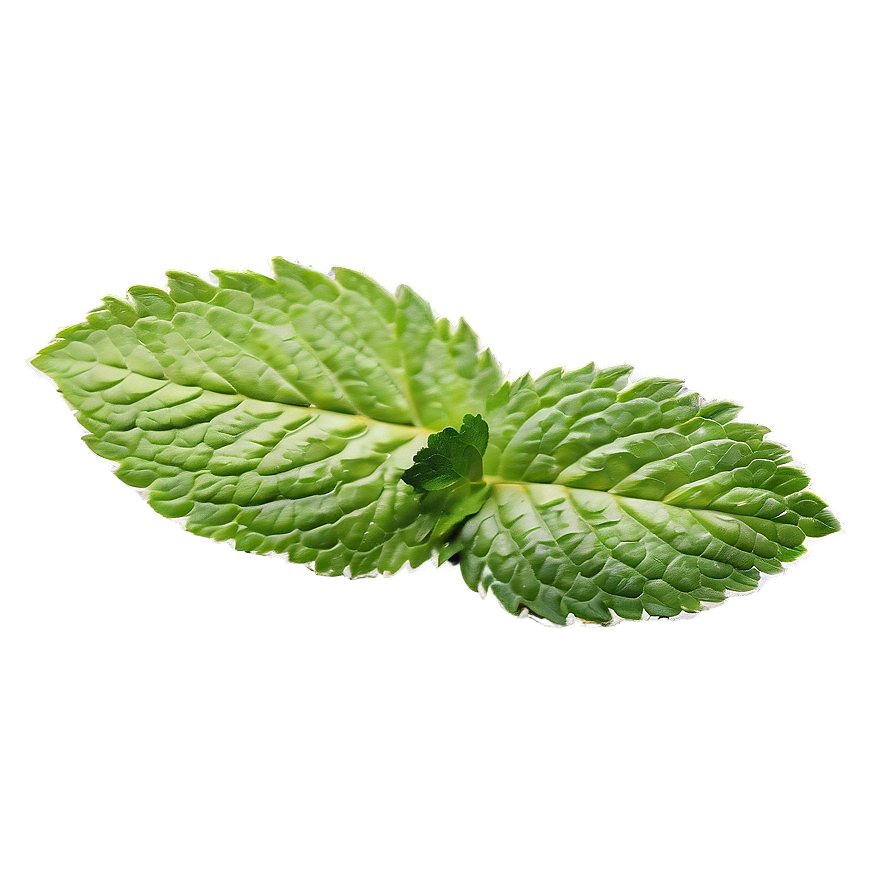 Mint Leaf Herbal Png 80