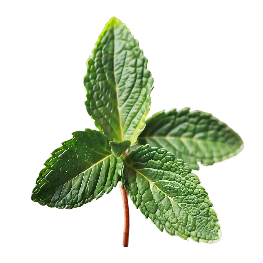 Mint Leaf Illustration Png Xbg