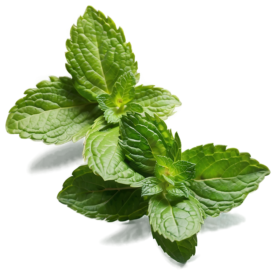 Mint Leaf Ingredient Png 96